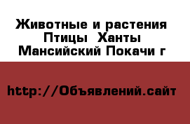 Животные и растения Птицы. Ханты-Мансийский,Покачи г.